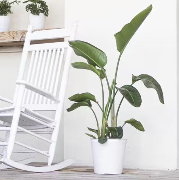 White Bird Of Paradise Live Plant in 10 inch White Decor Pot